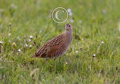 Corncrake DM0855